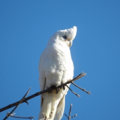 Cacatua sanguinea (Little Corella) at Braidwood, NSW - 2 Aug 2024 by MatthewFrawley