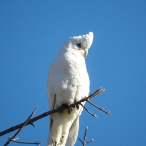 Cacatua sanguinea at Braidwood, NSW - 2 Aug 2024