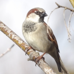 Passer domesticus (House Sparrow) at Braidwood, NSW - 2 Aug 2024 by MatthewFrawley