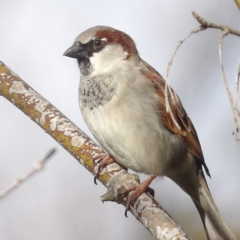 Passer domesticus at Braidwood, NSW - 2 Aug 2024 02:42 PM