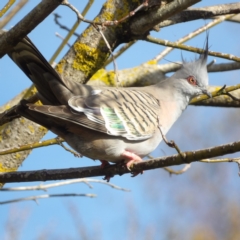 Ocyphaps lophotes (Crested Pigeon) at Braidwood, NSW - 3 Aug 2024 by MatthewFrawley