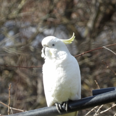 Cacatua galerita (Sulphur-crested Cockatoo) at Braidwood, NSW - 4 Aug 2024 by MatthewFrawley