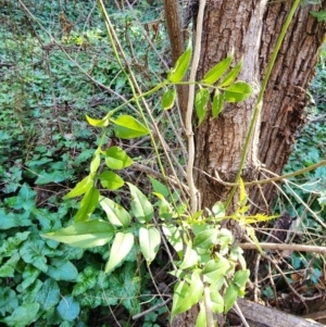 Jasminium polyanthum at Yarralumla, ACT - 6 Aug 2024