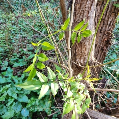 Jasminium polyanthum (Winter Jasmine) at Yarralumla, ACT - 6 Aug 2024 by Saligram