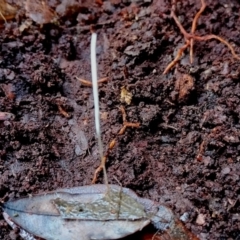 Macrotyphula juncea complex (Fairy Club) at Kianga, NSW - 4 Aug 2024 by Teresa