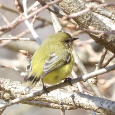 Acanthiza nana (Yellow Thornbill) at Braidwood, NSW - 4 Aug 2024 by MatthewFrawley