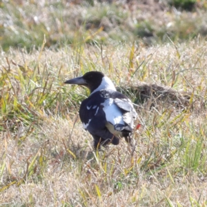 Gymnorhina tibicen at Braidwood, NSW - 4 Aug 2024