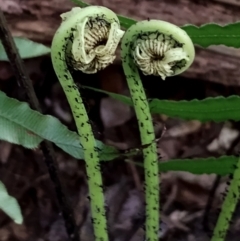 Blechnum cartilagineum (Gristle Fern) at Kianga, NSW - 3 Aug 2024 by Teresa