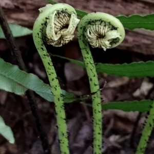 Blechnum cartilagineum at Kianga, NSW - 4 Aug 2024