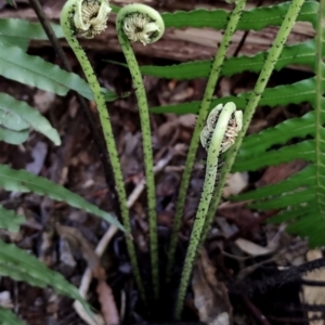 Blechnum cartilagineum at Kianga, NSW - 4 Aug 2024