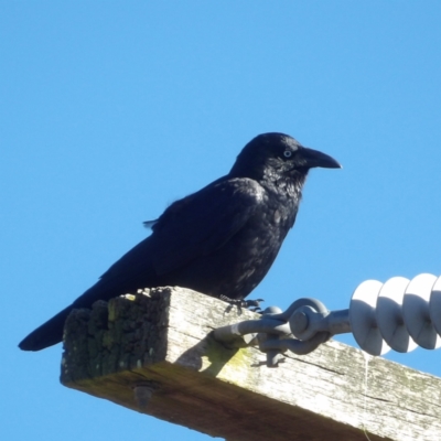 Corvus mellori (Little Raven) at Braidwood, NSW - 6 Aug 2024 by MatthewFrawley