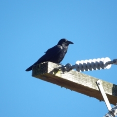 Corvus mellori at Braidwood, NSW - 6 Aug 2024