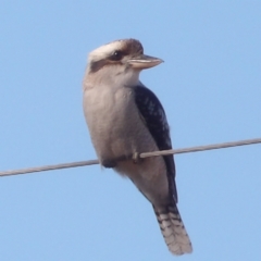 Dacelo novaeguineae (Laughing Kookaburra) at Braidwood, NSW - 5 Aug 2024 by MatthewFrawley