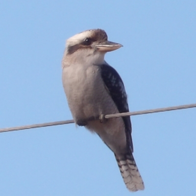 Dacelo novaeguineae (Laughing Kookaburra) at Braidwood, NSW - 6 Aug 2024 by MatthewFrawley