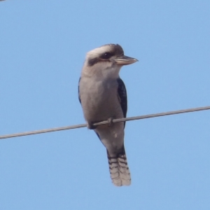 Dacelo novaeguineae at Braidwood, NSW - 6 Aug 2024 09:40 AM