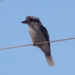 Dacelo novaeguineae at Braidwood, NSW - 6 Aug 2024 09:40 AM