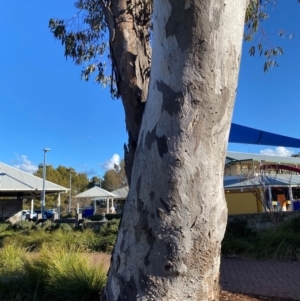 Eucalyptus blakelyi at Kambah, ACT - 6 Aug 2024 03:22 PM