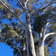 Eucalyptus blakelyi at Kambah, ACT - 6 Aug 2024 03:22 PM