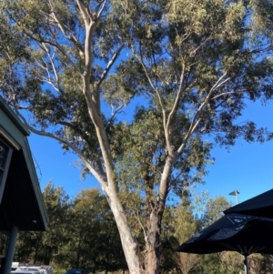 Eucalyptus blakelyi at Kambah, ACT - 6 Aug 2024 03:22 PM