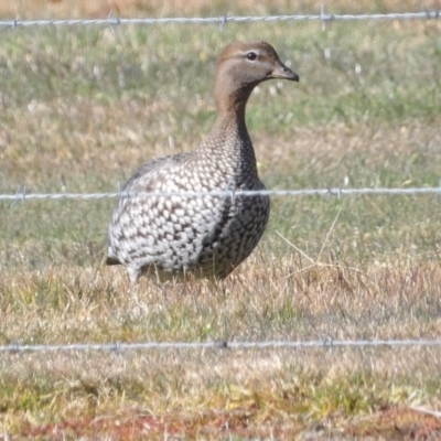 Chenonetta jubata (Australian Wood Duck) at Braidwood, NSW - 5 Aug 2024 by MatthewFrawley