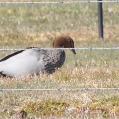 Chenonetta jubata at Braidwood, NSW - 6 Aug 2024