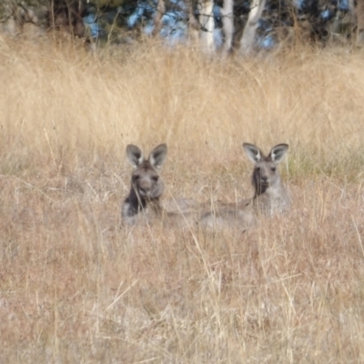 Macropus giganteus (Eastern Grey Kangaroo) at Braidwood, NSW - 6 Aug 2024 by MatthewFrawley
