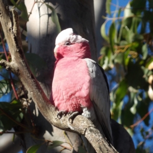 Eolophus roseicapilla at Braidwood, NSW - 6 Aug 2024