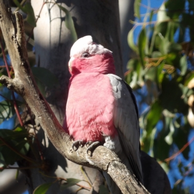 Eolophus roseicapilla (Galah) at Braidwood, NSW - 6 Aug 2024 by MatthewFrawley