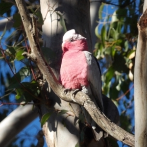 Eolophus roseicapilla at Braidwood, NSW - 6 Aug 2024