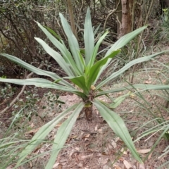 Crinum pedunculatum (Swamp Lily, River Lily, Mangrove Lily) at West Nowra, NSW - 5 Aug 2024 by plants