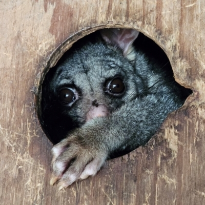 Trichosurus vulpecula (Common Brushtail Possum) at Braidwood, NSW - 6 Aug 2024 by MatthewFrawley