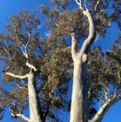 Eucalyptus blakelyi (Blakely's Red Gum) at Wanniassa, ACT - 6 Aug 2024 by jks