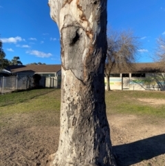 Eucalyptus blakelyi at Wanniassa, ACT - 6 Aug 2024 04:11 PM