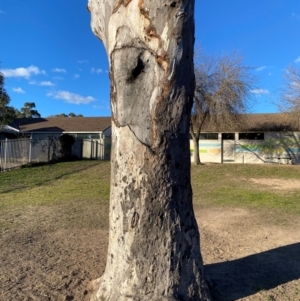 Eucalyptus blakelyi at Wanniassa, ACT - 6 Aug 2024 04:11 PM