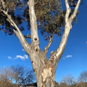 Eucalyptus blakelyi at Wanniassa, ACT - 6 Aug 2024 04:11 PM