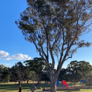 Eucalyptus blakelyi at Wanniassa, ACT - 6 Aug 2024 04:11 PM