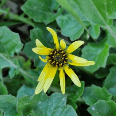 Arctotheca calendula (Capeweed, Cape Dandelion) at Goulburn, NSW - 6 Aug 2024 by trevorpreston