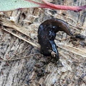 Parakontikia ventrolineata at Goulburn, NSW - 6 Aug 2024