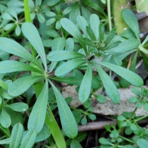 Galium aparine at Goulburn, NSW - 6 Aug 2024