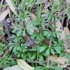 Galium aparine at Goulburn, NSW - 6 Aug 2024