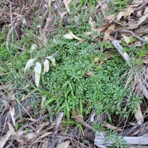 Galium aparine at Goulburn, NSW - 6 Aug 2024 04:31 PM