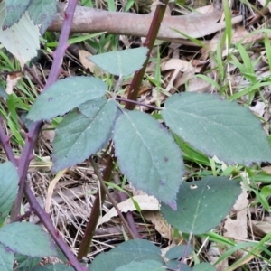 Rubus anglocandicans at Goulburn, NSW - 6 Aug 2024 04:31 PM