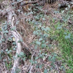 Rubus anglocandicans at Goulburn, NSW - 6 Aug 2024 04:31 PM