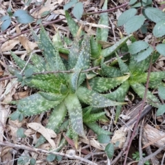 Aloe sp. at Goulburn, NSW - 6 Aug 2024 by trevorpreston