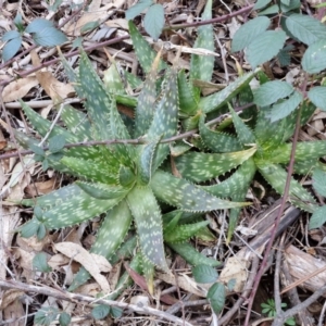 Aloe sp. at Goulburn, NSW - 6 Aug 2024 04:30 PM