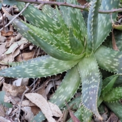 Aloe sp. at Goulburn, NSW - 6 Aug 2024