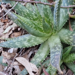 Aloe sp. at Goulburn, NSW - 6 Aug 2024 04:30 PM