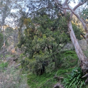 Exocarpos cupressiformis at Goulburn, NSW - 6 Aug 2024