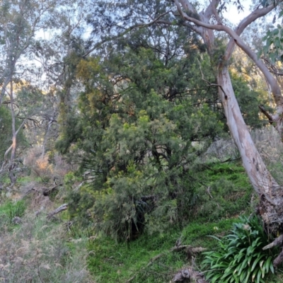 Exocarpos cupressiformis (Cherry Ballart) at Goulburn, NSW - 6 Aug 2024 by trevorpreston