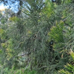 Exocarpos cupressiformis at Goulburn, NSW - 6 Aug 2024